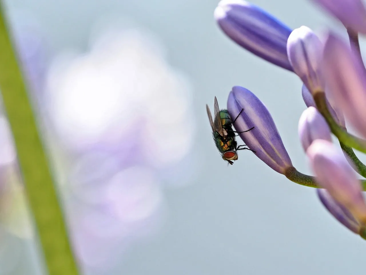 Vivid Macro: Fly Rests on Agapanthus Bud in Dreamy Bokeh