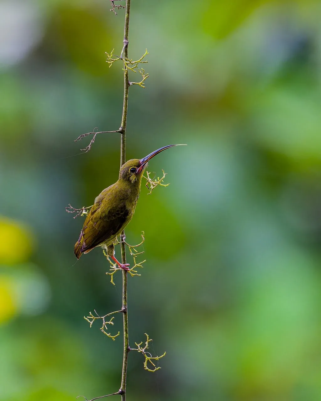 Vibrant Hummingbird Perched on Twig in Lush Wilderness