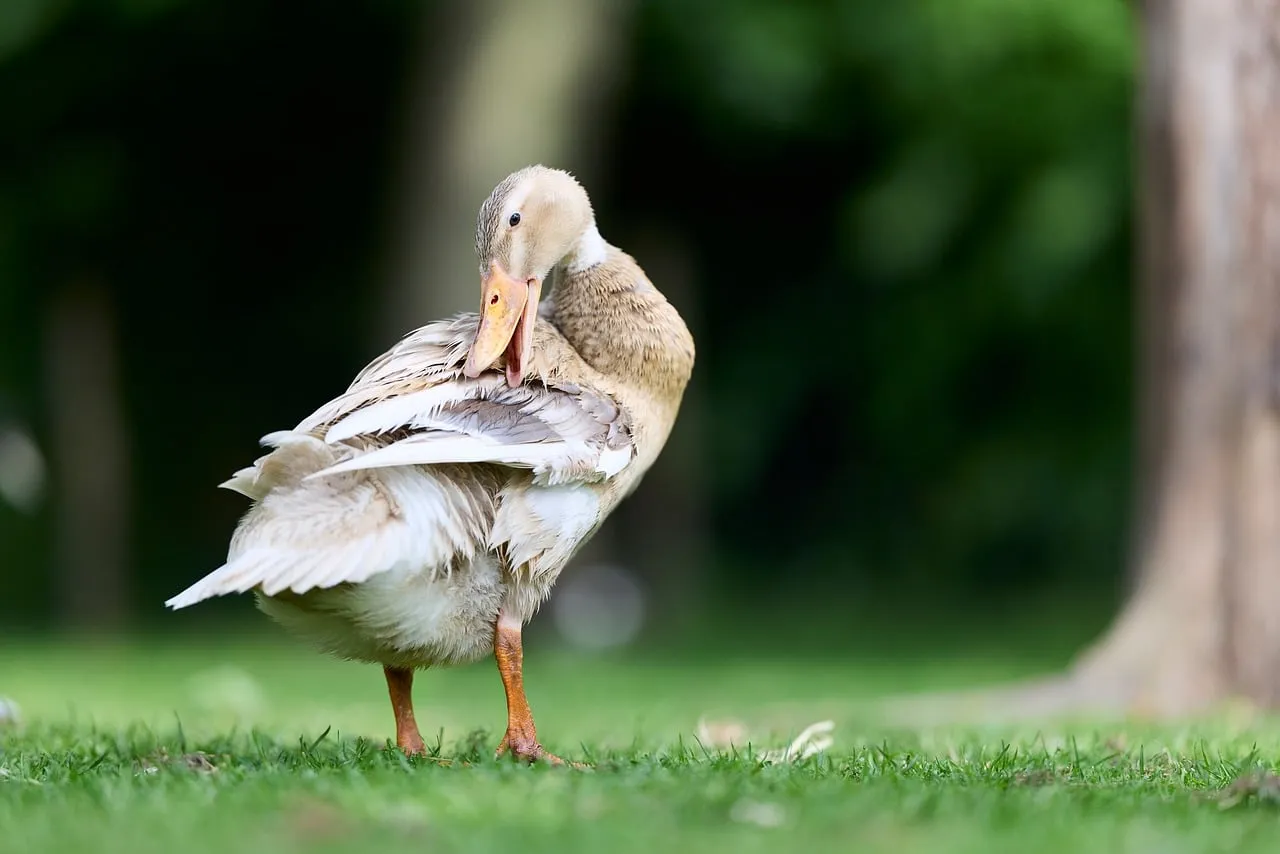 Graceful Runner Duck Preening in Summer Meadow