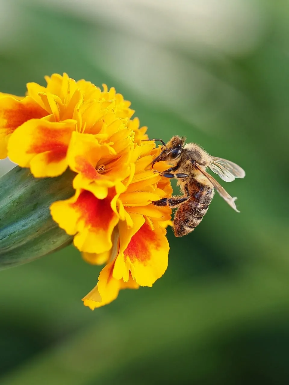 Vibrant Macro: Busy Bee Pollinating Golden Marigold