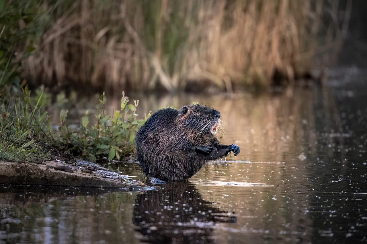 Serene Nutria Portrait: Wild Rodent in Wetland