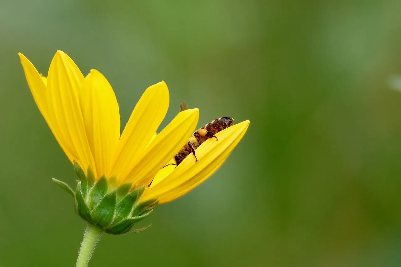 Vibrant Pollination: Bee on a Summer Yellow Flower