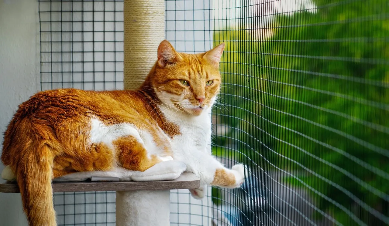 Cozy Ginger Cat Enjoys Secure Balcony View