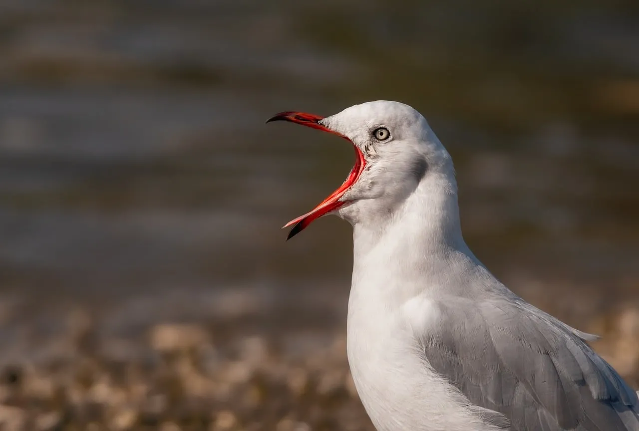 Captivating Squawk: A Seagull's Loud Call on the Beach
