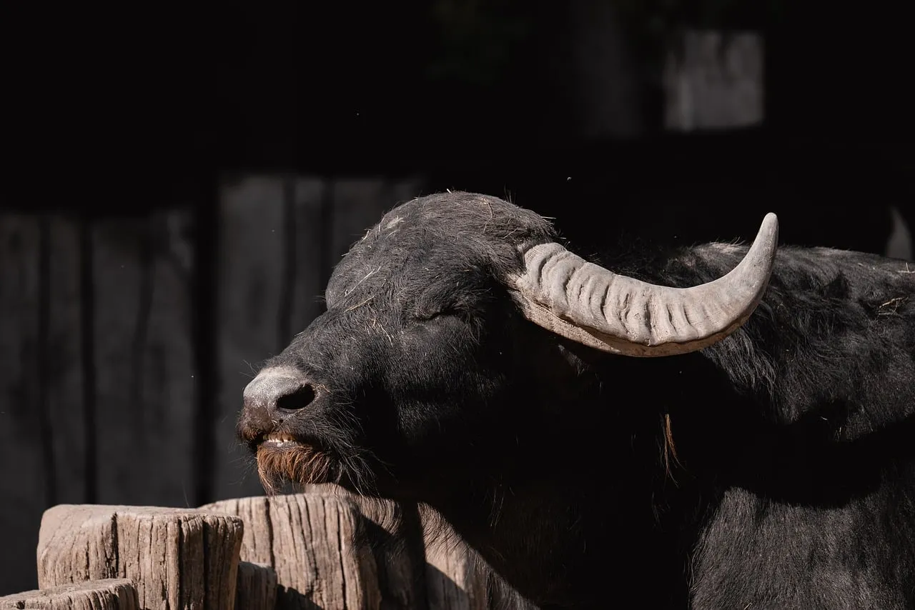Majestic Black Buffalo: A Portrait of Serene Wildlife