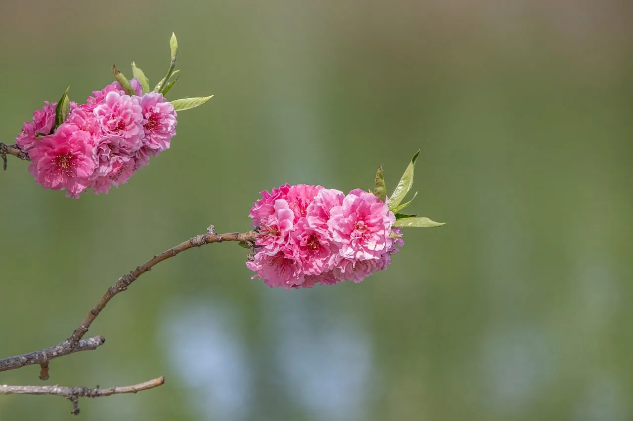 Vibrant Spring Blooms: Delicate Peach Flowers in Full Glory