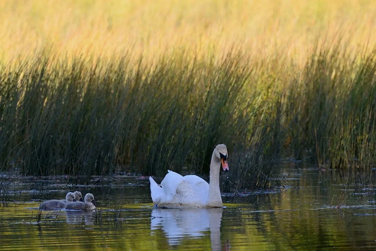 Serene Sunset: Swan Family's Peaceful Lake Reflection