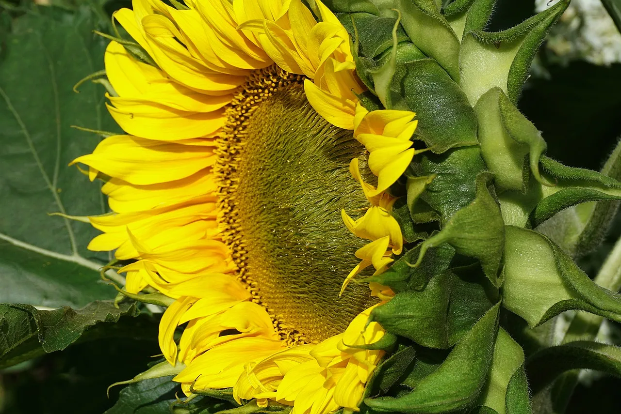 Radiant Bloom: Vibrant Sunflower HD Wallpaper