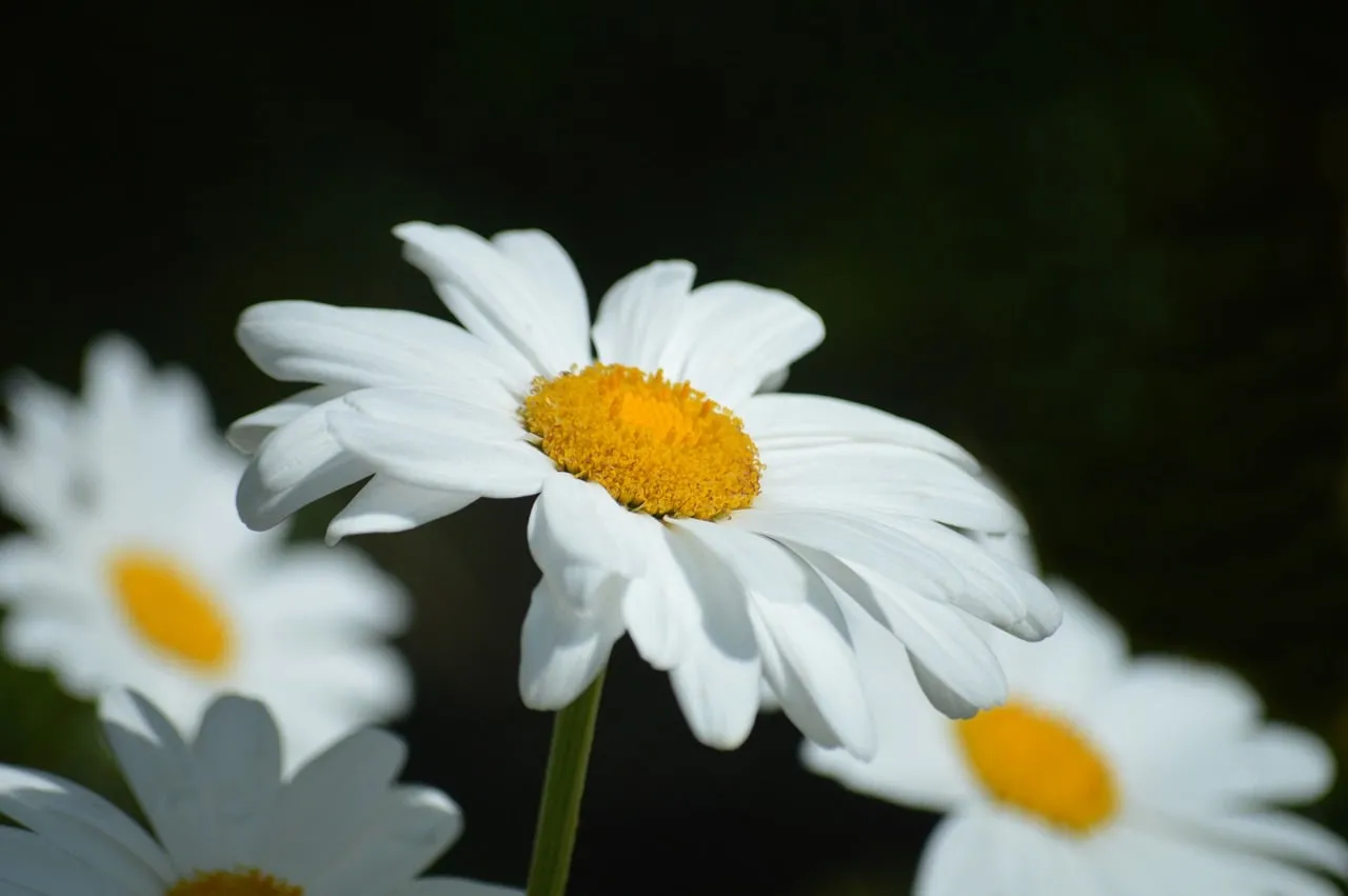 Stunning Daisy Macro: White Petals, Golden Heart, Dark Canvas