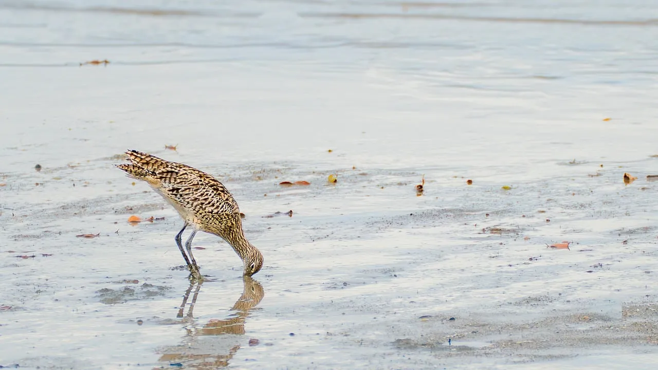 Curlew's Coastal Quest: Foraging in the Intertidal Zone