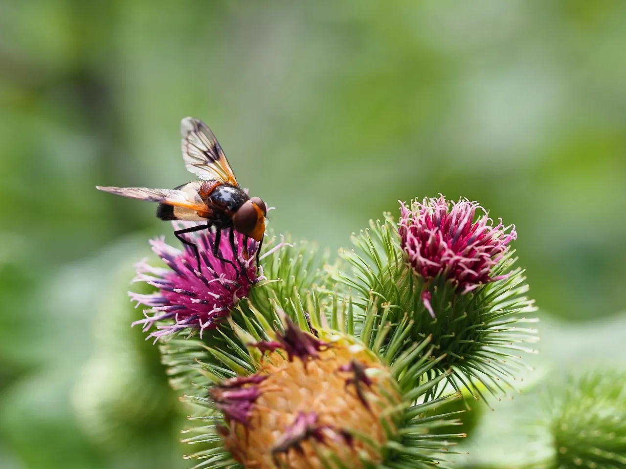 Vibrant Hoverfly on Thistle: Nature's Macro Beauty