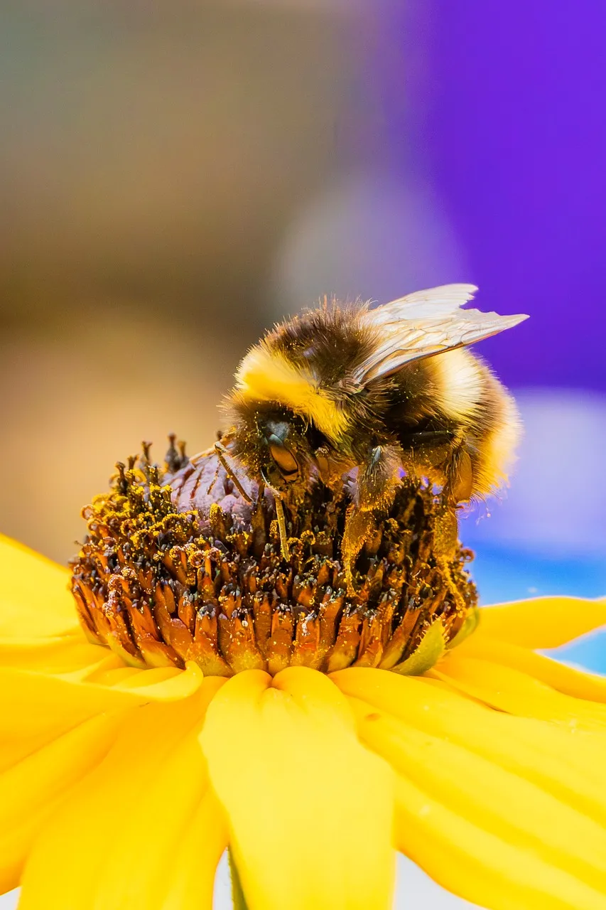 Vibrant Bloom: Bumblebee's Nectar Journey