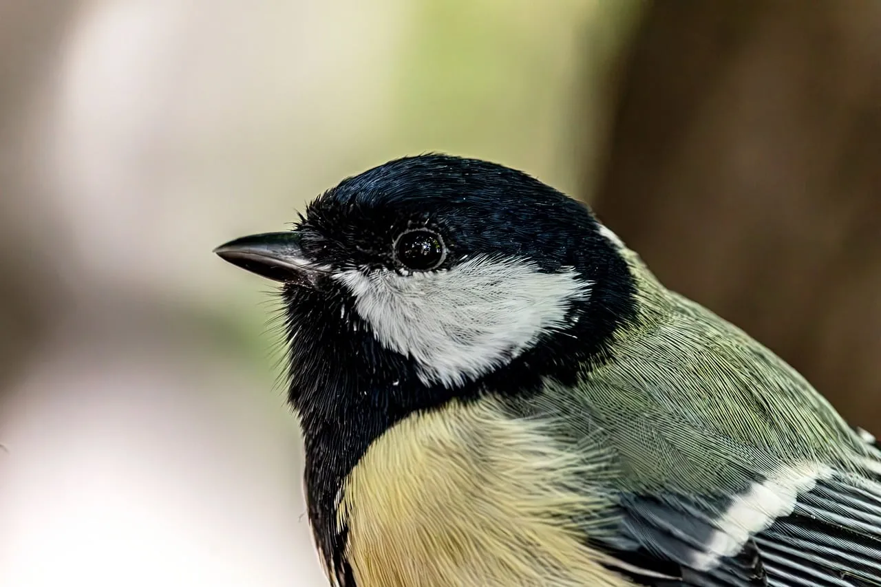 Stunning Macro Shot of a Great Tit's Intricate Feathers