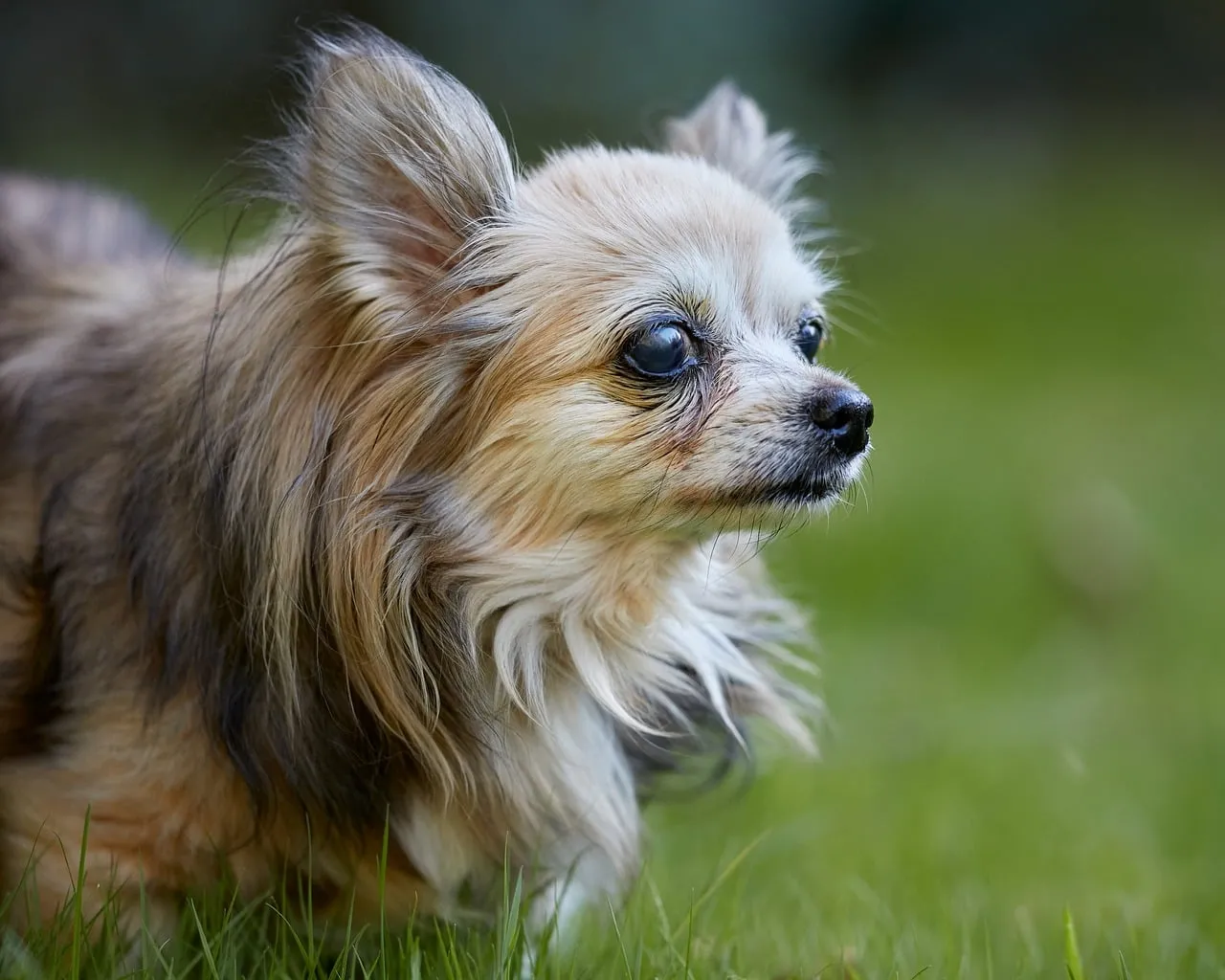 Charming Senior Chihuahua: A Loyal Companion in Nature's Embrace