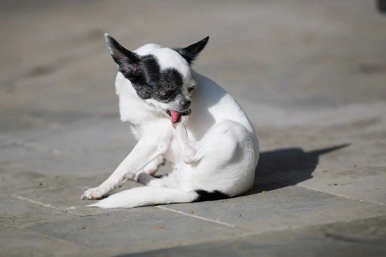 Adorable Chihuahua Enjoying Sun-Drenched Self-Care Outdoors