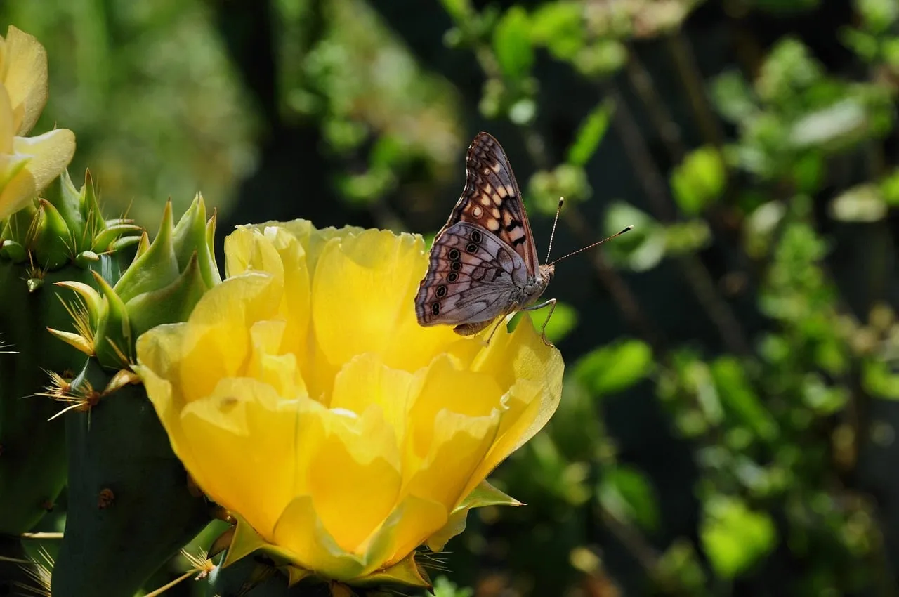 Vibrant Cactus Bloom: Butterfly's Pollination Dance