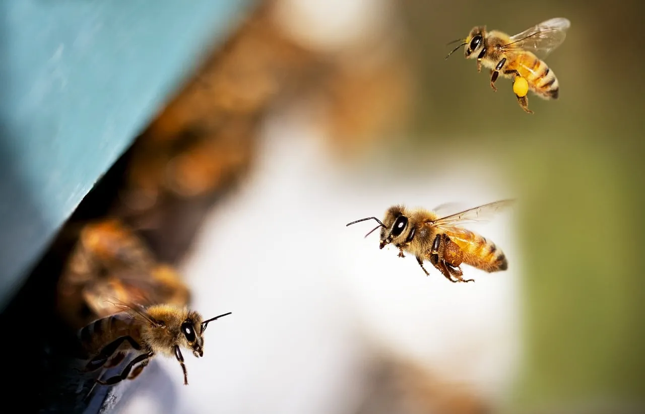Buzzing Life: Worker Bees Fly to Their Beehive