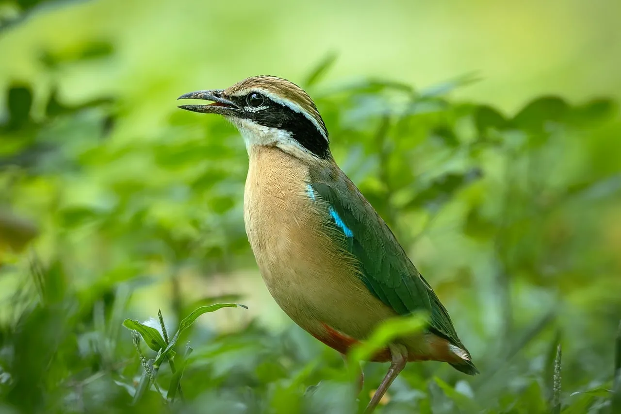 Vibrant Pitta: Jewel of the Asian Forest