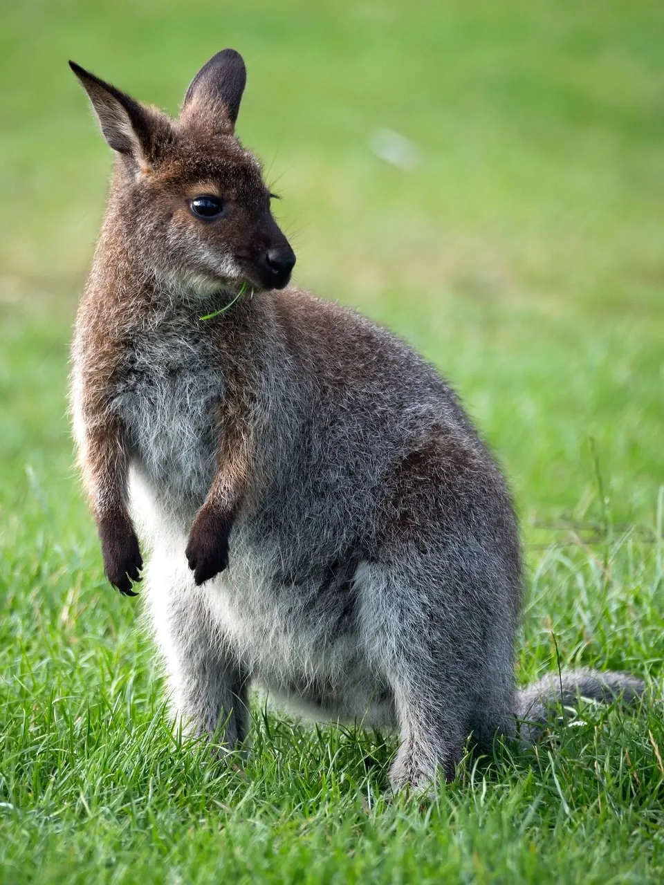 Charming Baby Wallaby: A Gentle Glimpse of Australian Wildlife