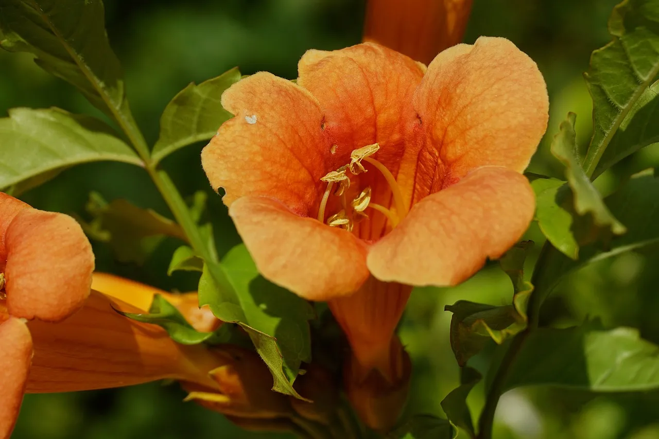 Vibrant Orange Trumpet Creeper: A Bell of Summer Beauty