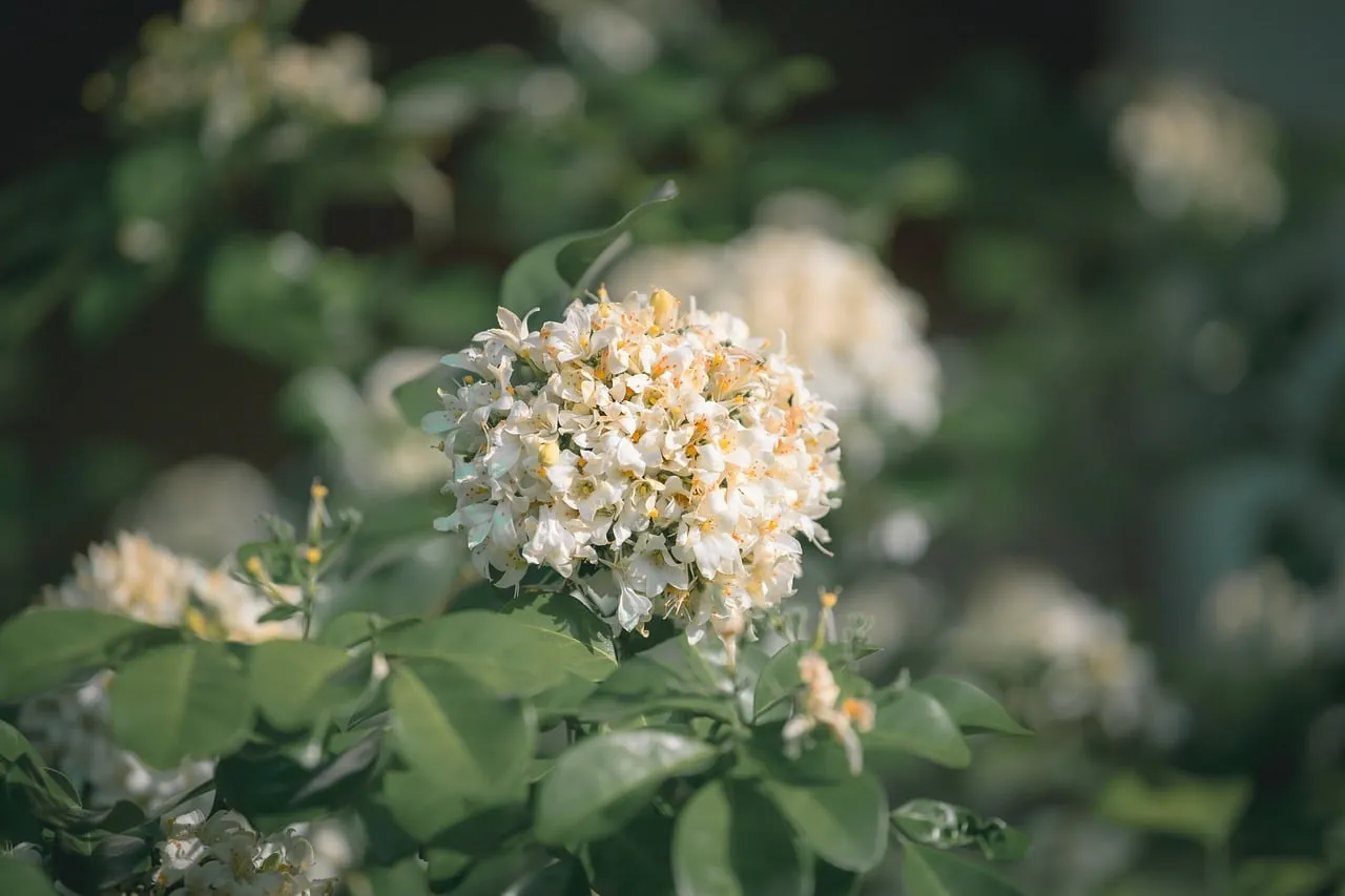Stunning White Blooms: Fresh Garden Beauty