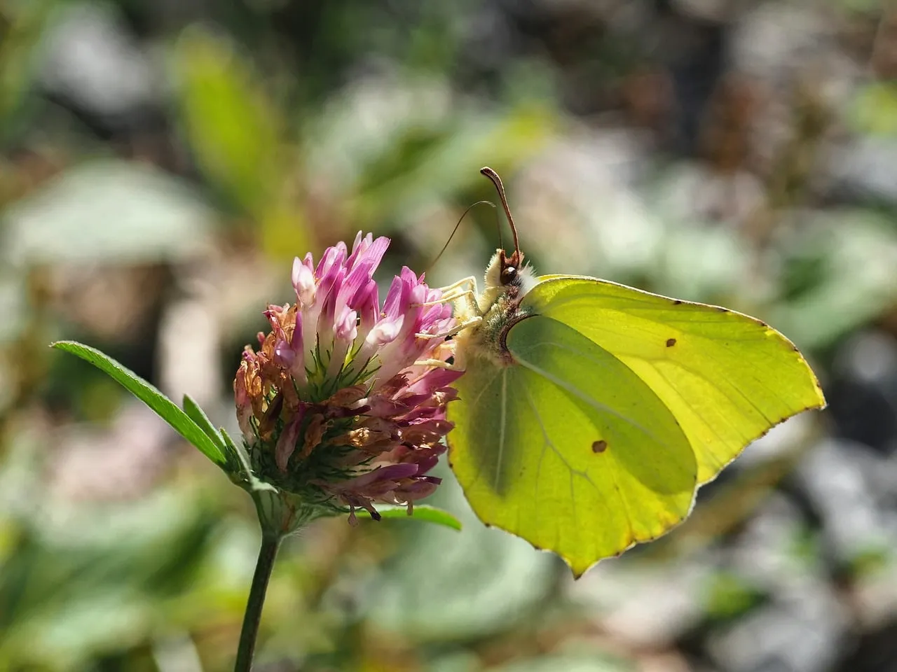 Vibrant Brimstone Butterfly on Pink Clover in Sunny Nature