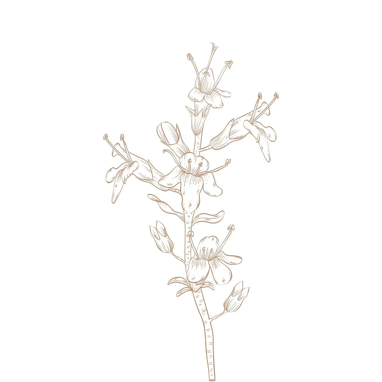Elegant Hand-Drawn Botanical Flower Line Art