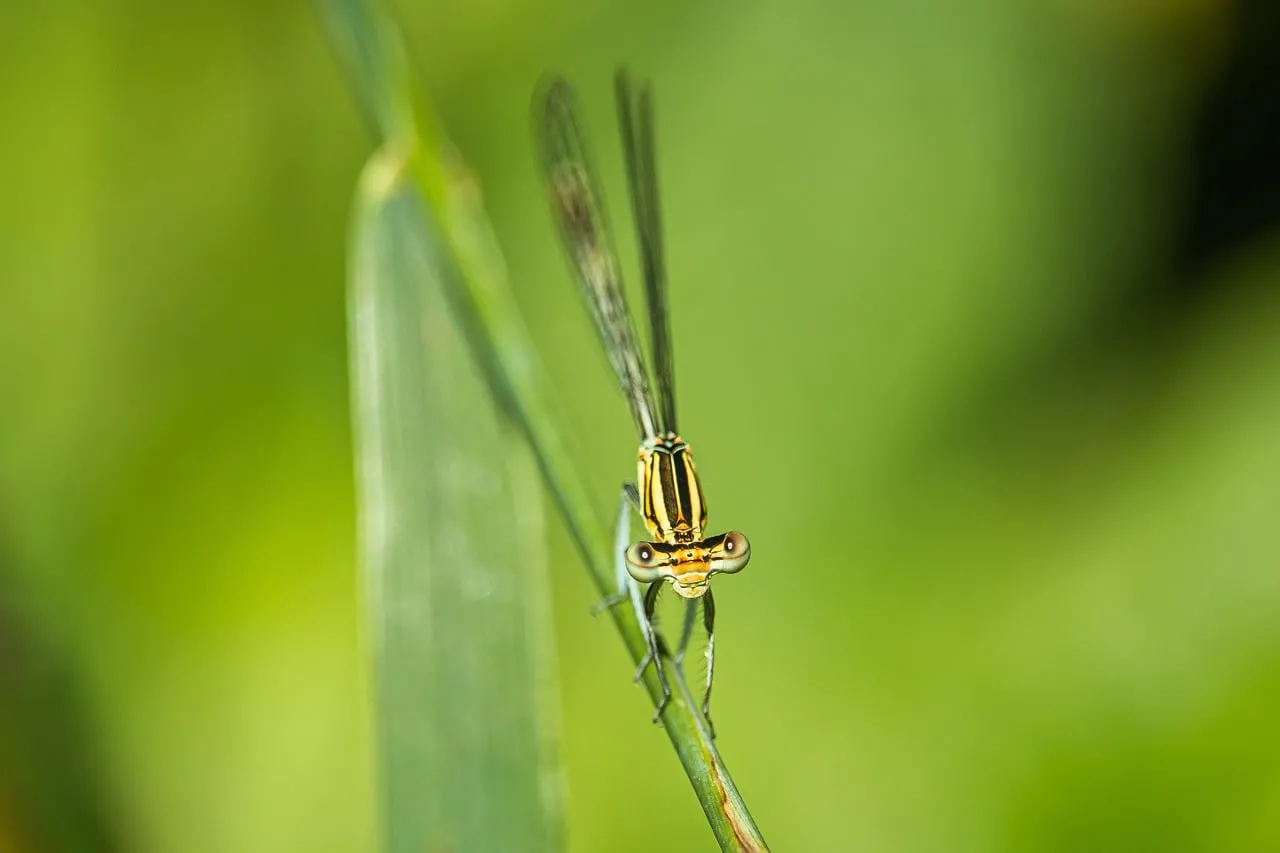 Stunning Dragonfly Macro: Nature's Delicate Beauty Up Close