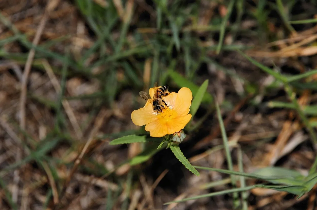 Vibrant Spring Macro: Bees on Golden Flower