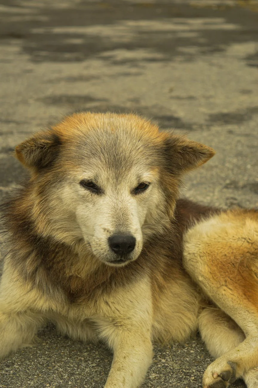Serene Fluffy Dog Rests Peacefully on Pavement