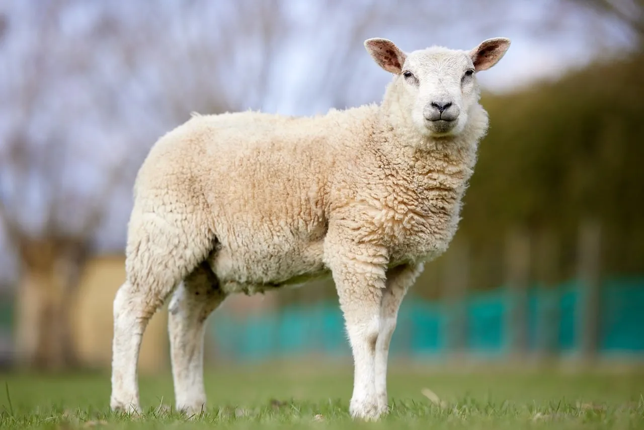 Charming Portrait: Fluffy White Lamb in Green Pasture