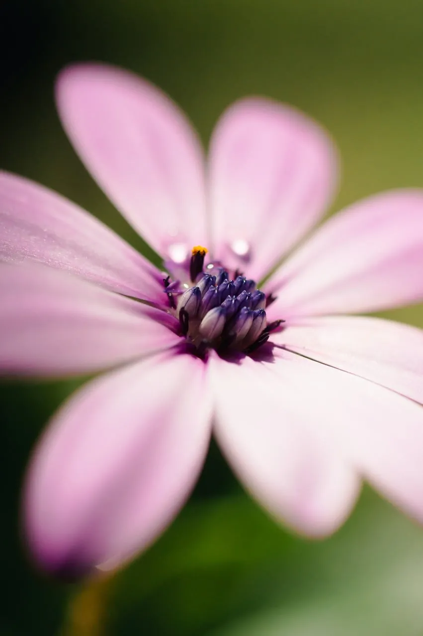 Stunning Pink Blossom: A Macro Symphony of Nature's Art