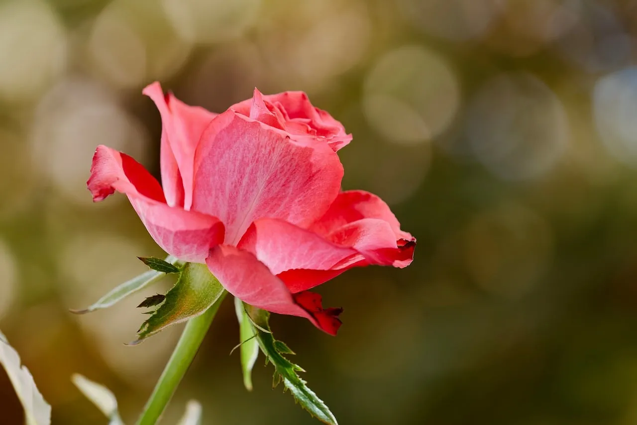 Vibrant Pink Rose: Nature's Graceful Bloom in Close-up