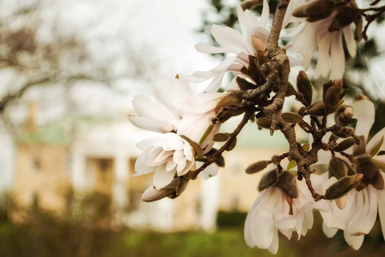 Graceful White Magnolias: Serene Bloom Wallpaper