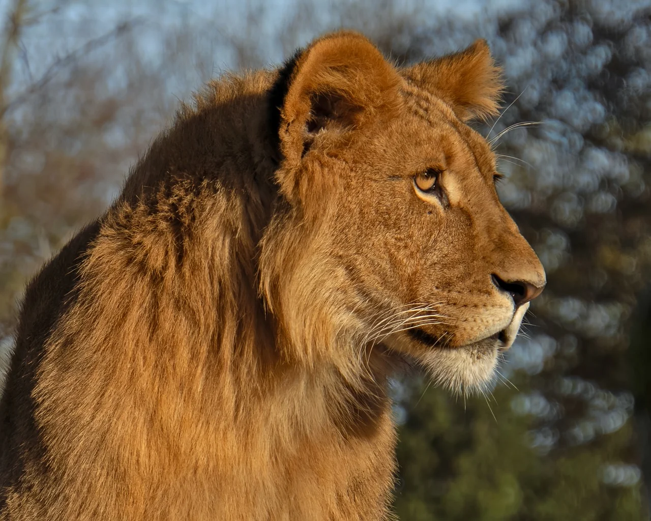 Majestic Young Lion's Intense Gaze: King in the Making