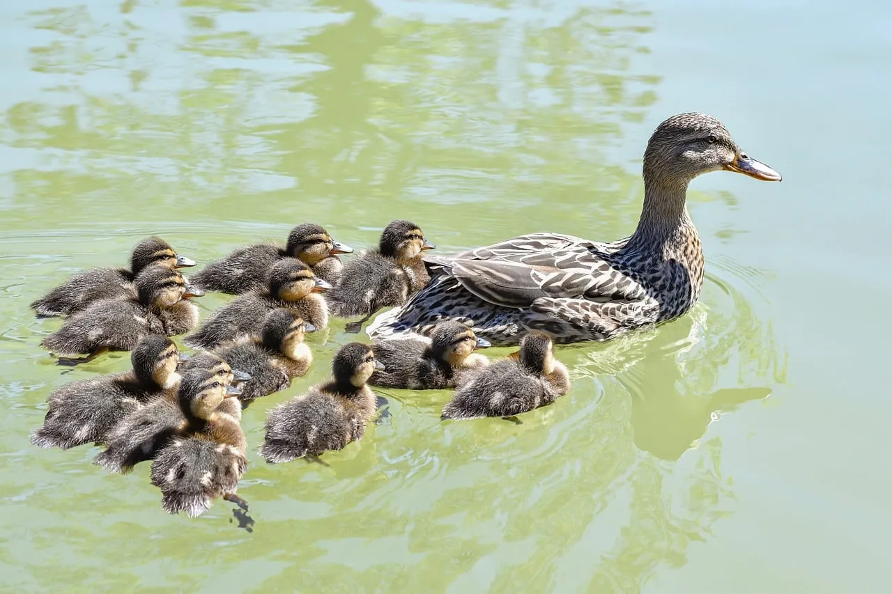 Tender Moment: Duck Family Glides on Tranquil Pond