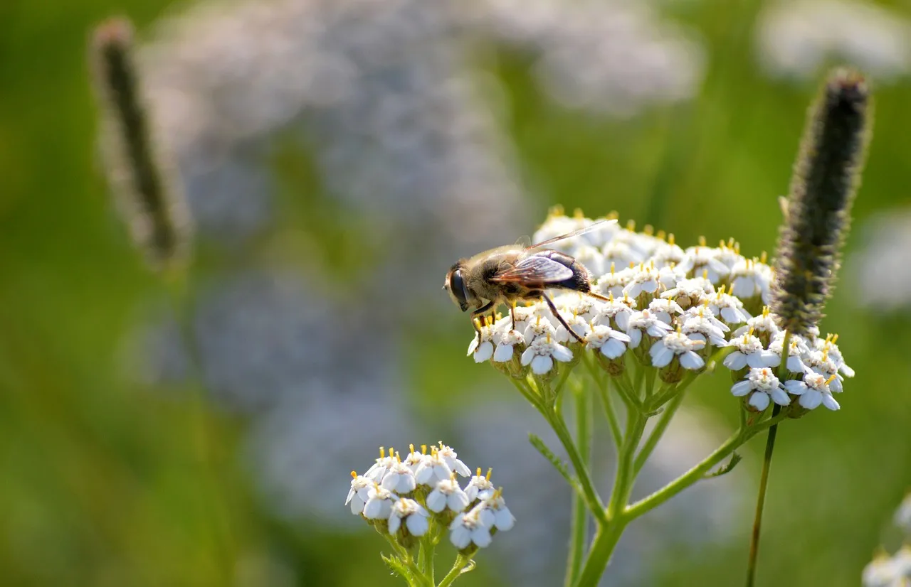 Vibrant Bee on Yarrow: Nature's Delicate Dance