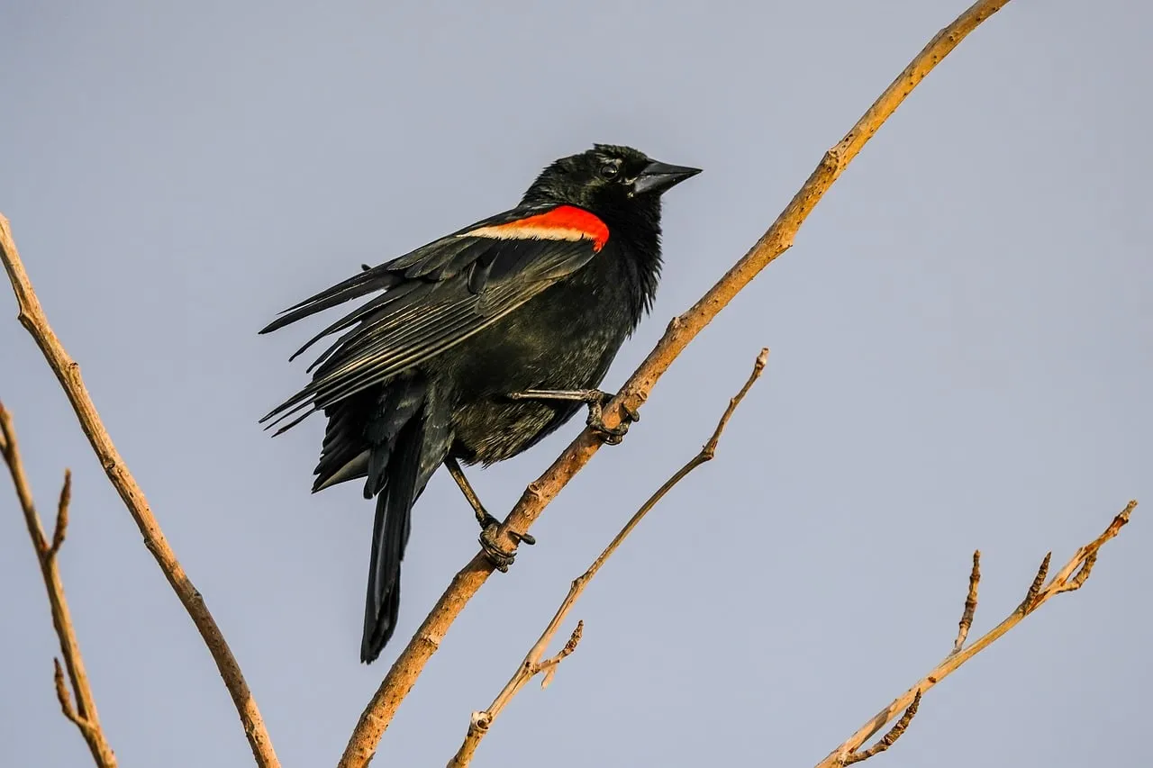 Vibrant Red-Winged Blackbird Perched on Branch