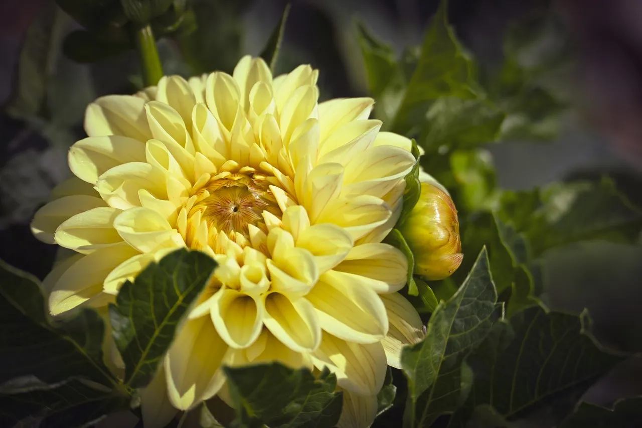 Vibrant Yellow Dahlia: A Garden's Summer Bloom Close-Up