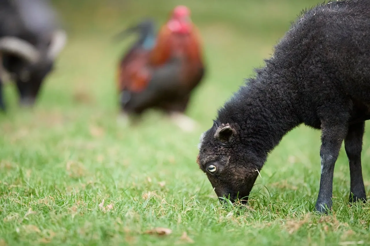 Charming Ouessant Lamb Grazing Peacefully in Lush Green Field