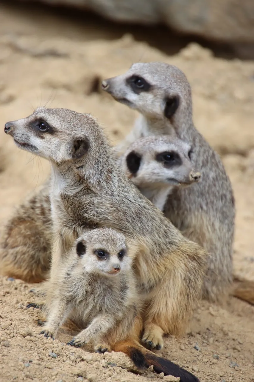 Alert Meerkat Family: Guardians of the Savanna