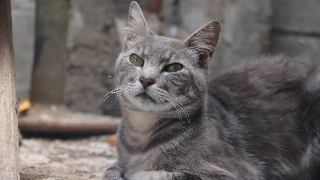 Stunning Grey Tabby Cat Relaxing Outdoors