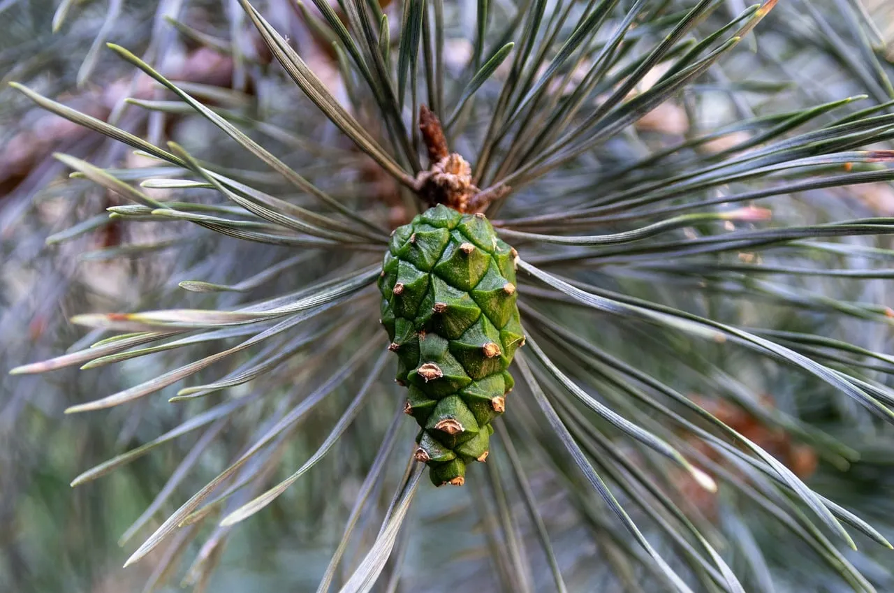 Vibrant Green Pine Cone: A Springtime Forest Jewel