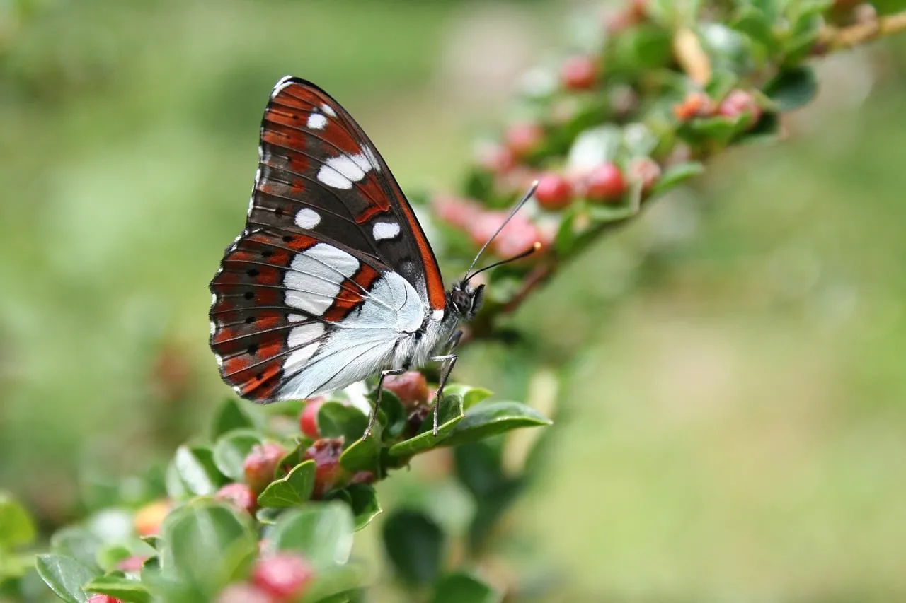Vibrant Silvano Blue Butterfly Perched on Green Leaves