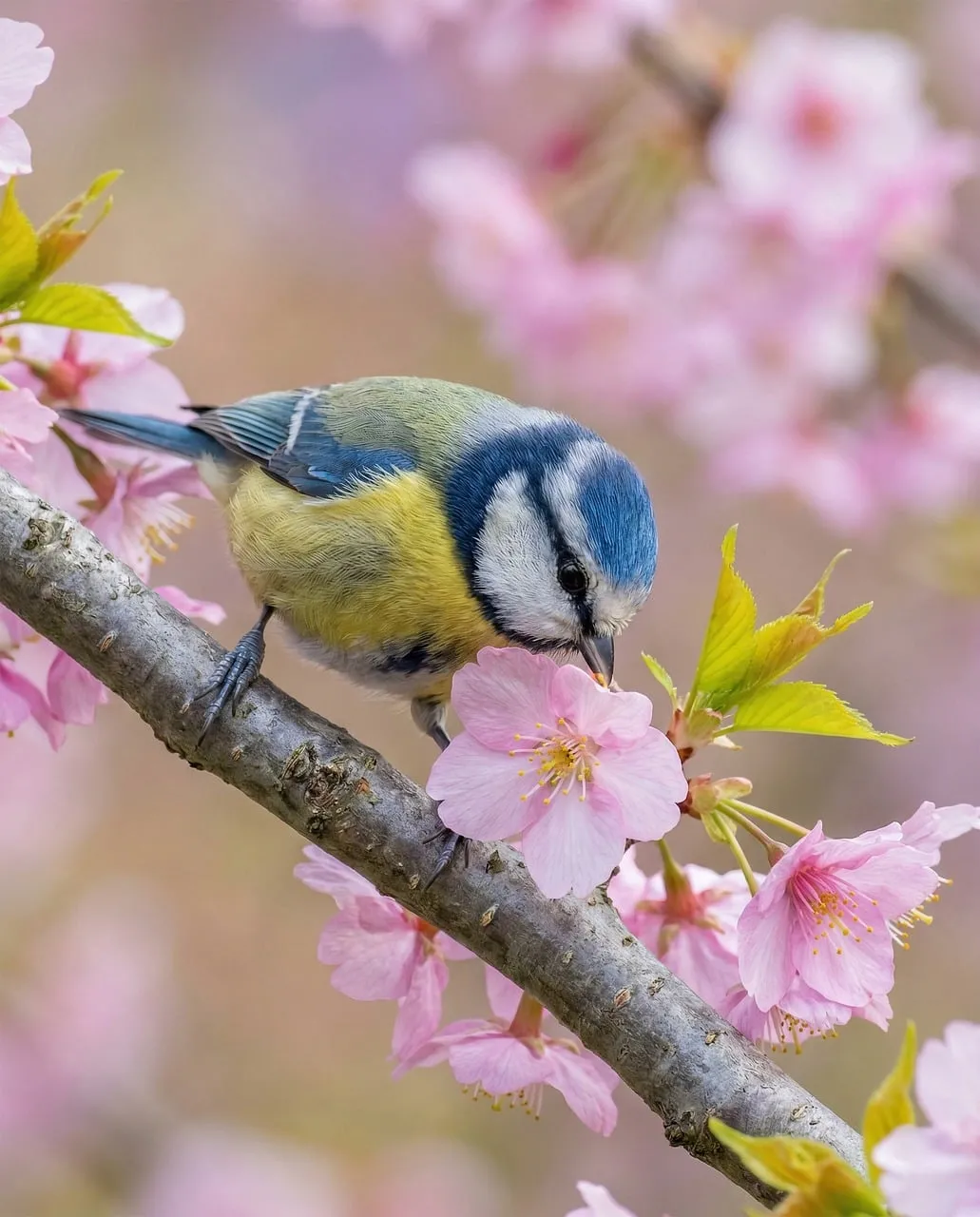 Vibrant Blue Tit Amongst Delicate Cherry Blossoms