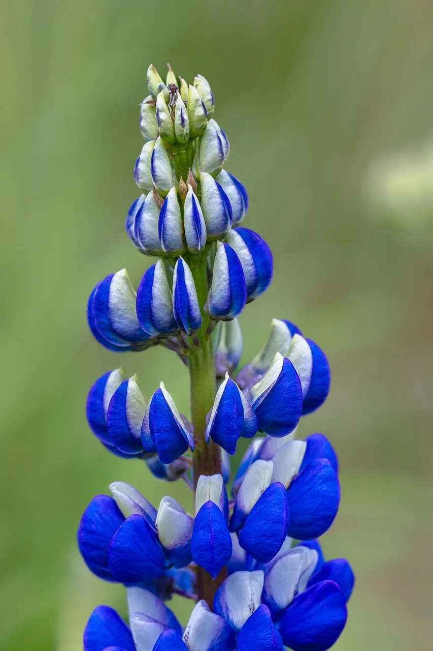 Vibrant Blue Lupine: A Springtime Macro Delight