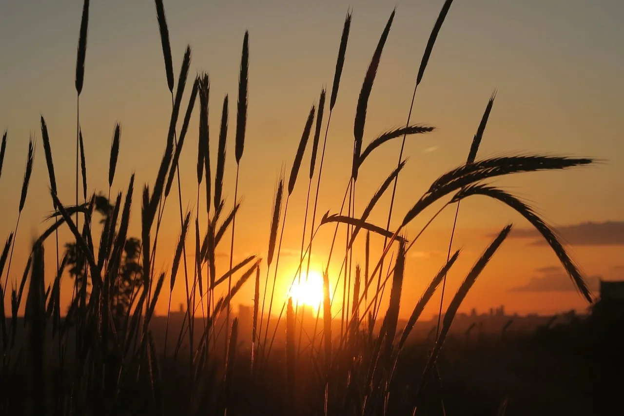Breathtaking Sunset over Golden Wheat Field