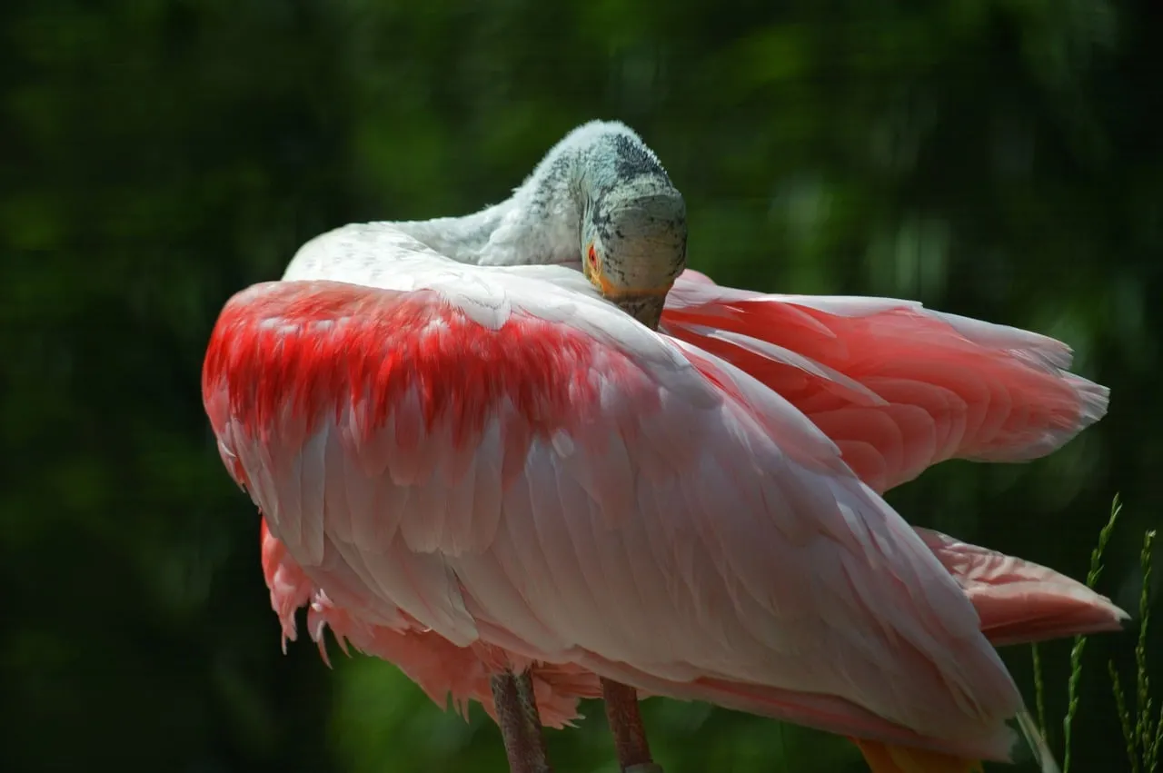 Stunning Roseate Spoonbill Preening with Vibrant Pink Plumage