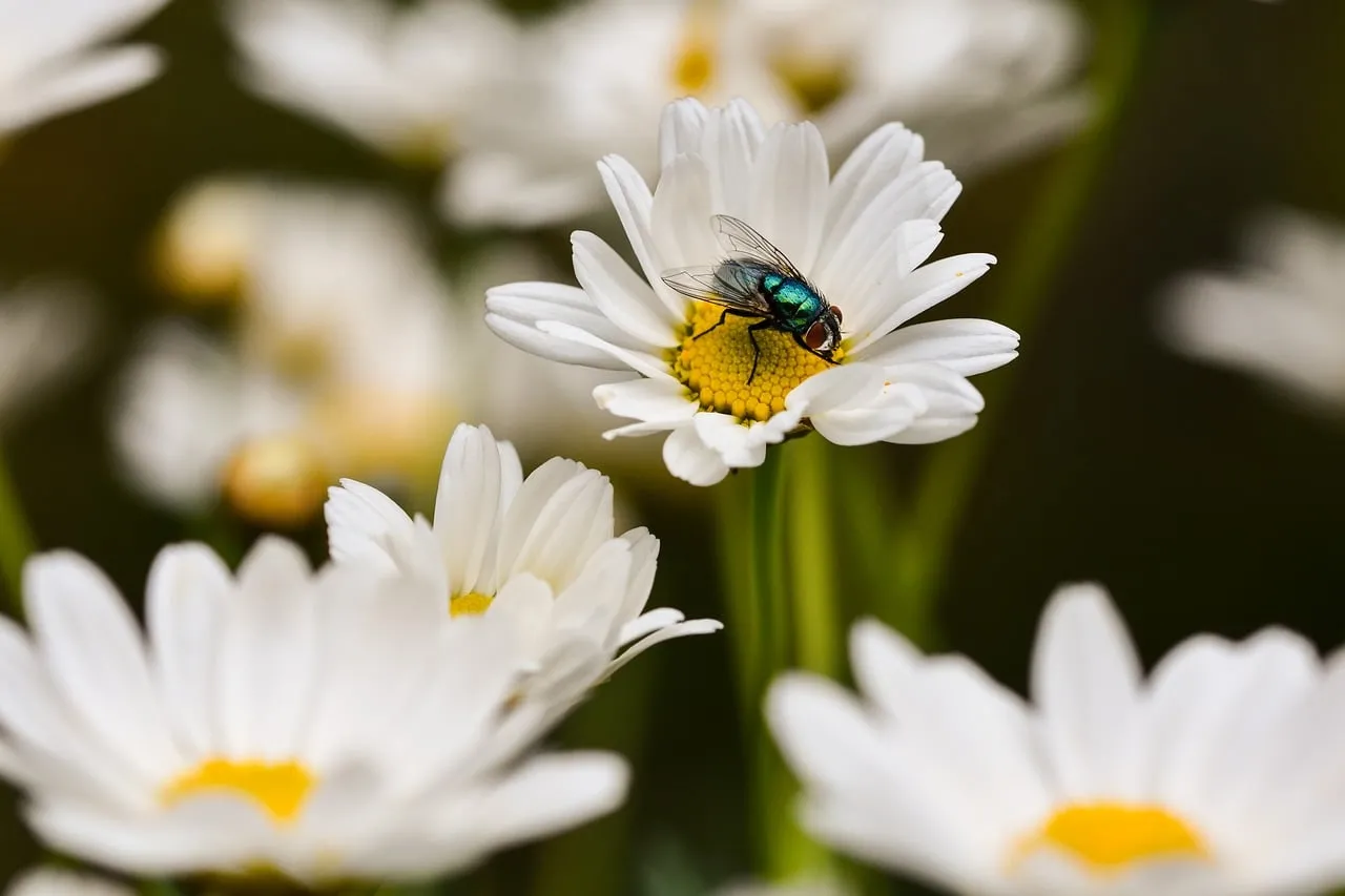 Vibrant Macro: Fly Pollinating White Daisy in Summer