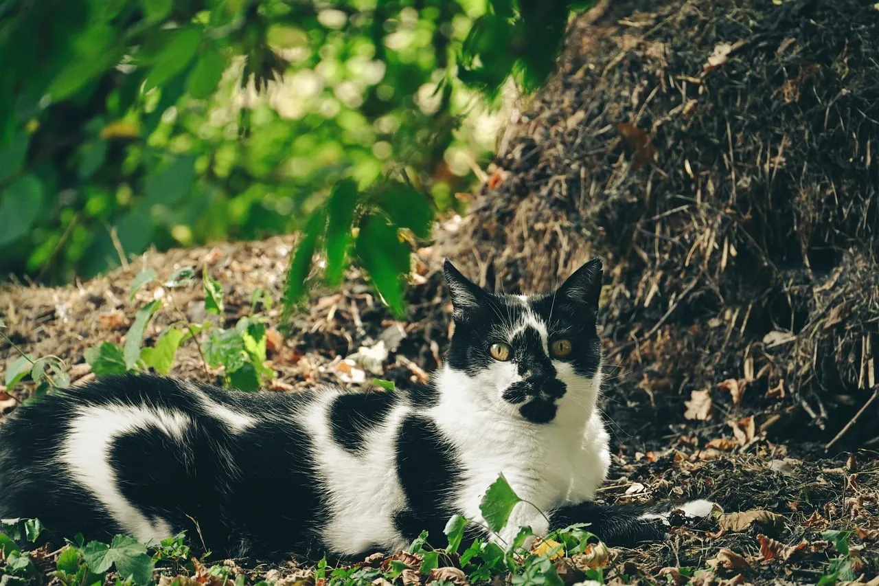 Serene Black & White Cat Resting in Sunlit Garden
